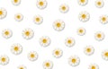 White daisy flowers. Pattern with chamomile flowers on white background. Vector illustration Royalty Free Stock Photo